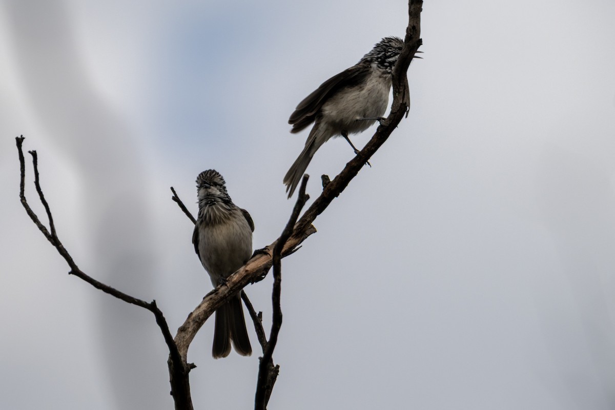 Striped Honeyeater - ML638812391