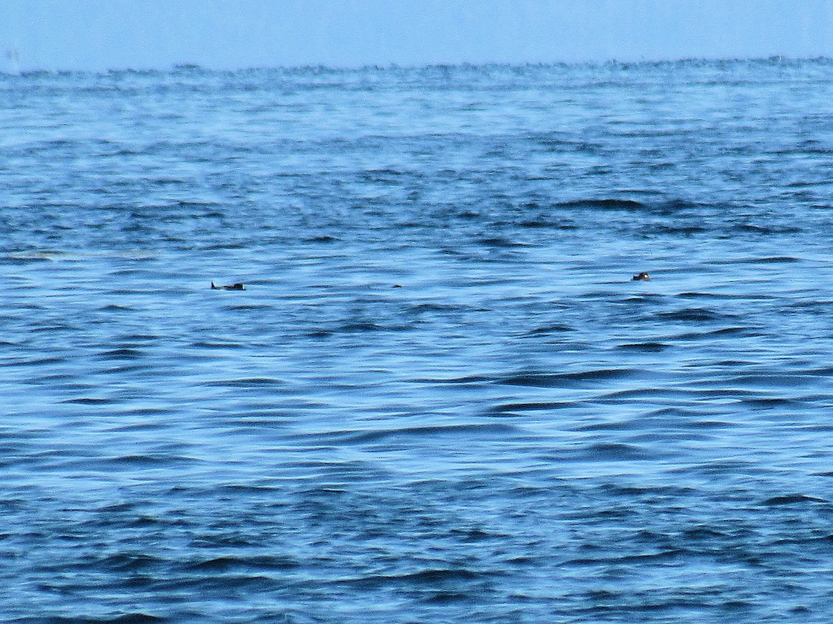 Marbled Murrelet - ML638812445