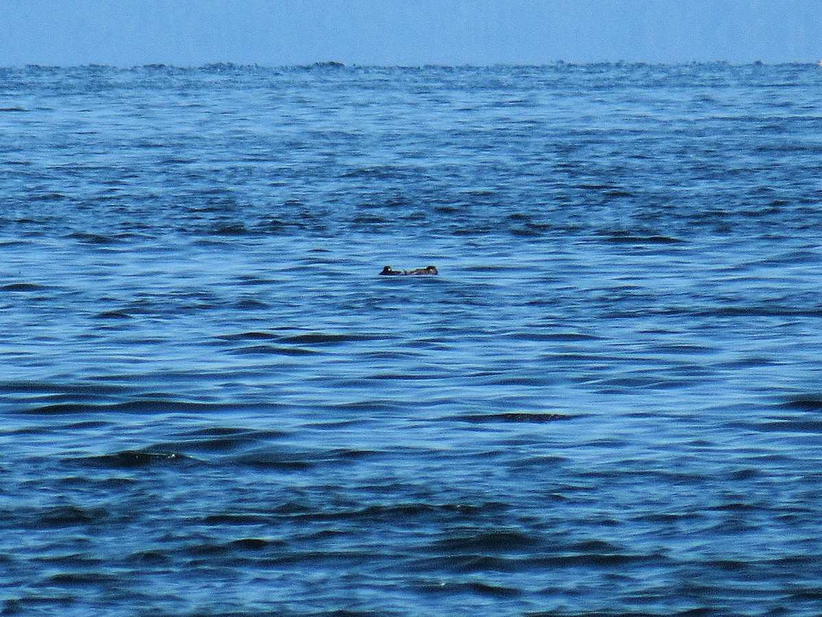 Marbled Murrelet - ML638812446