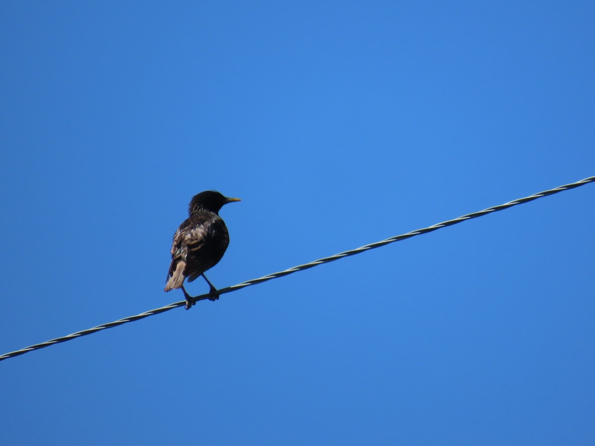 European Starling - ML638812470