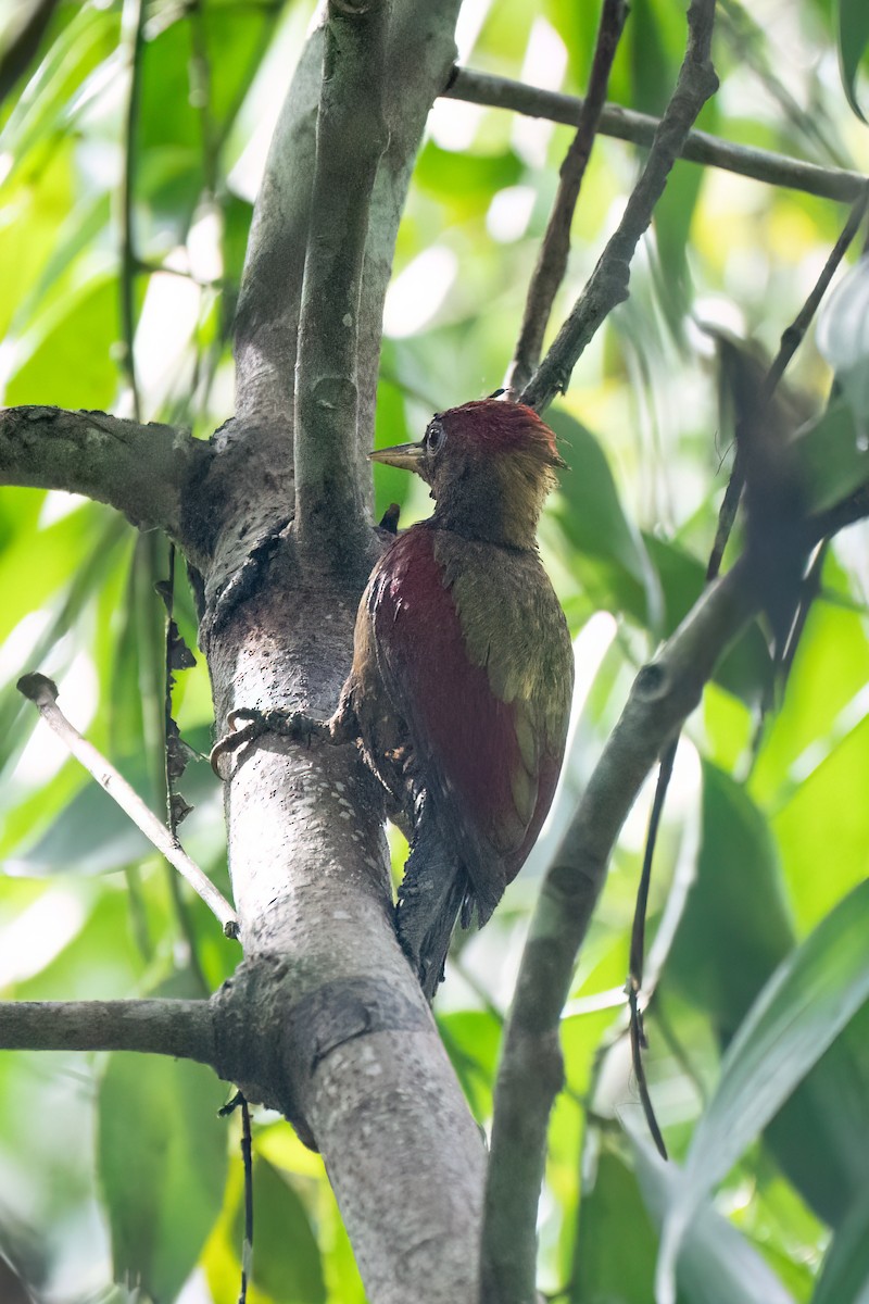 Banded Woodpecker - ML638812476