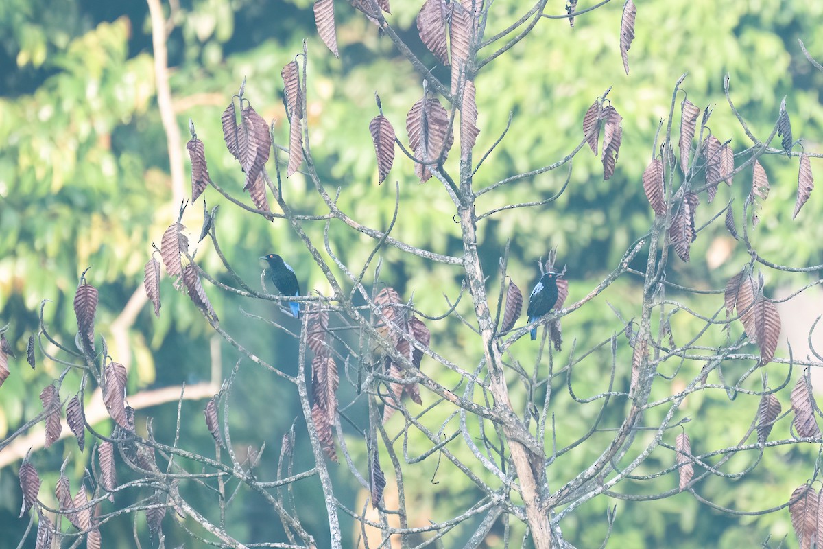 Asian Fairy-bluebird - ML638812499