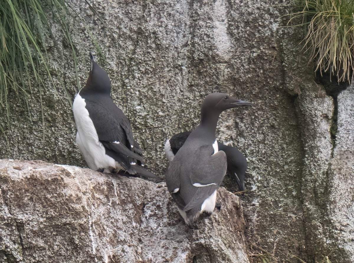 Thick-billed Murre - ML638812518