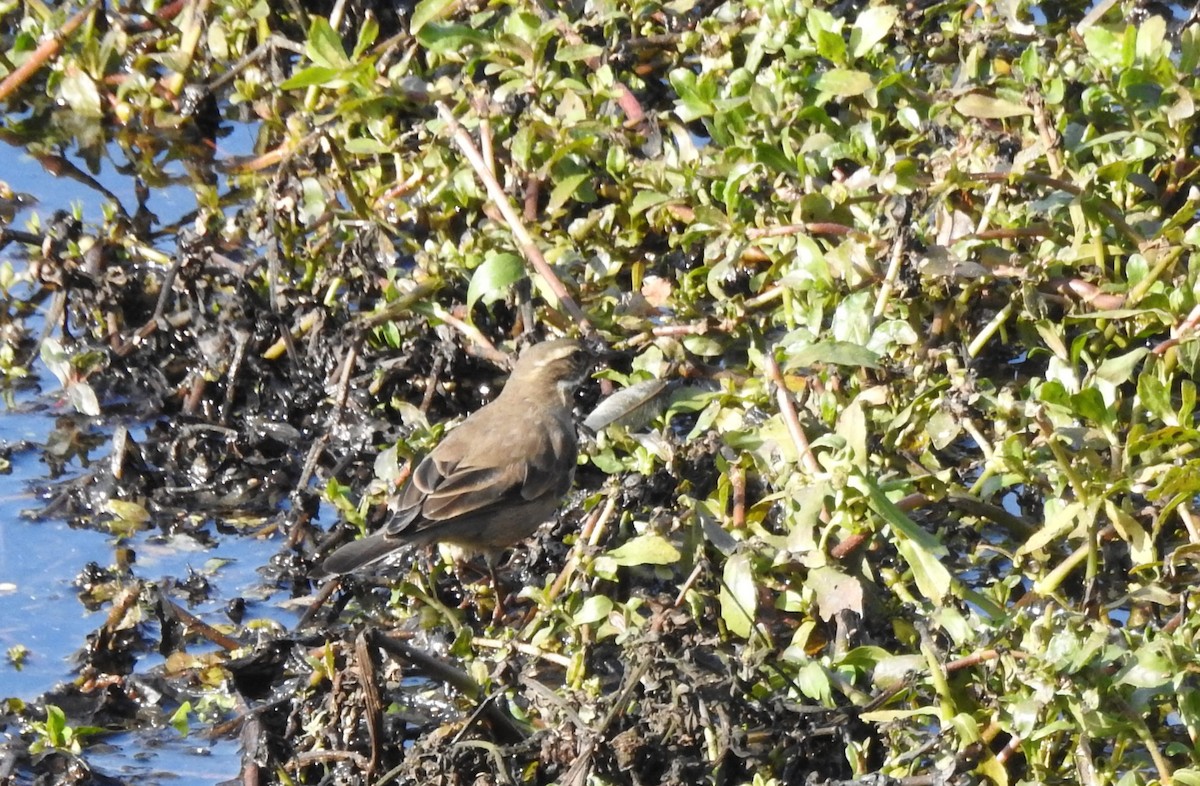 Buff-winged Cinclodes - ML638812565