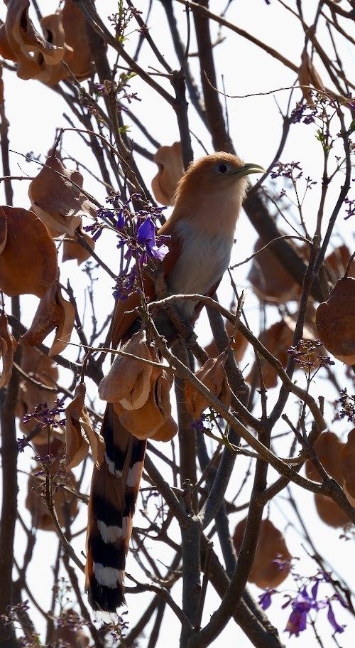 Squirrel Cuckoo - ML638812590
