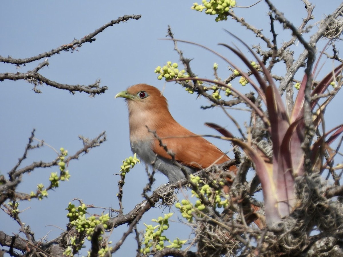 Squirrel Cuckoo - ML638812591