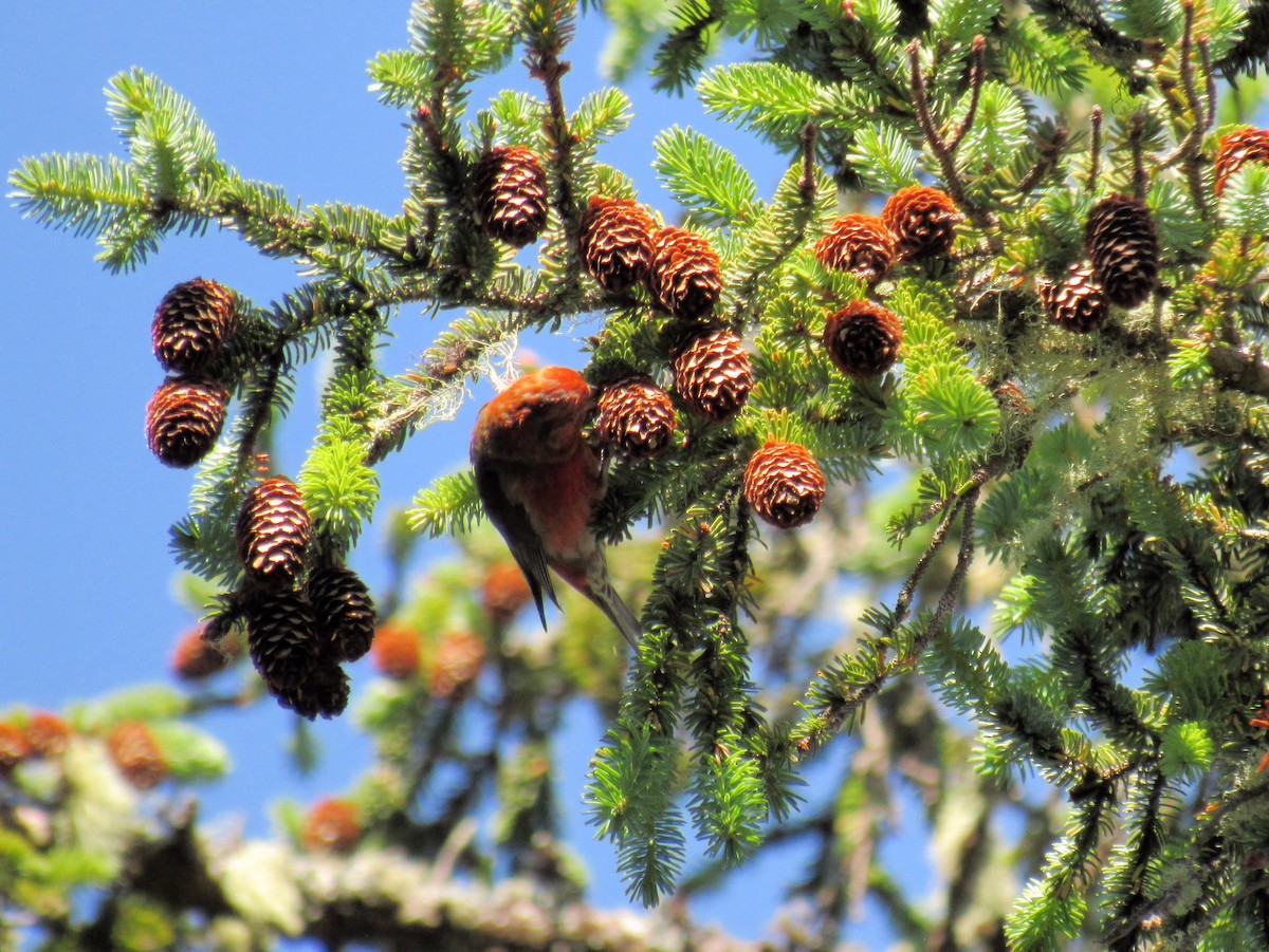 Bec-croisé des sapins - ML638812597