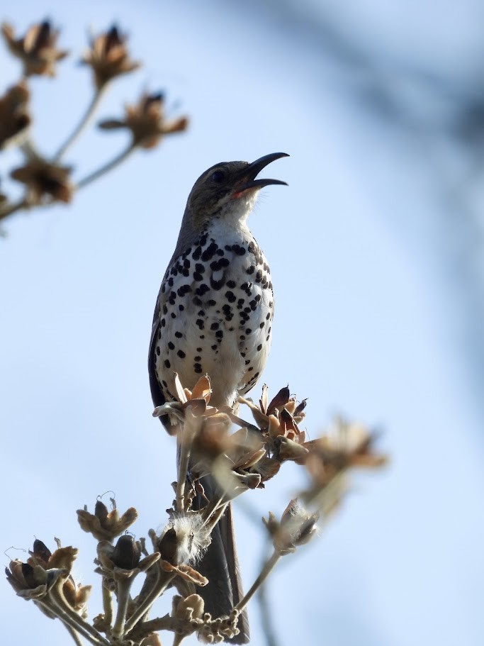 Ocellated Thrasher - ML638812603