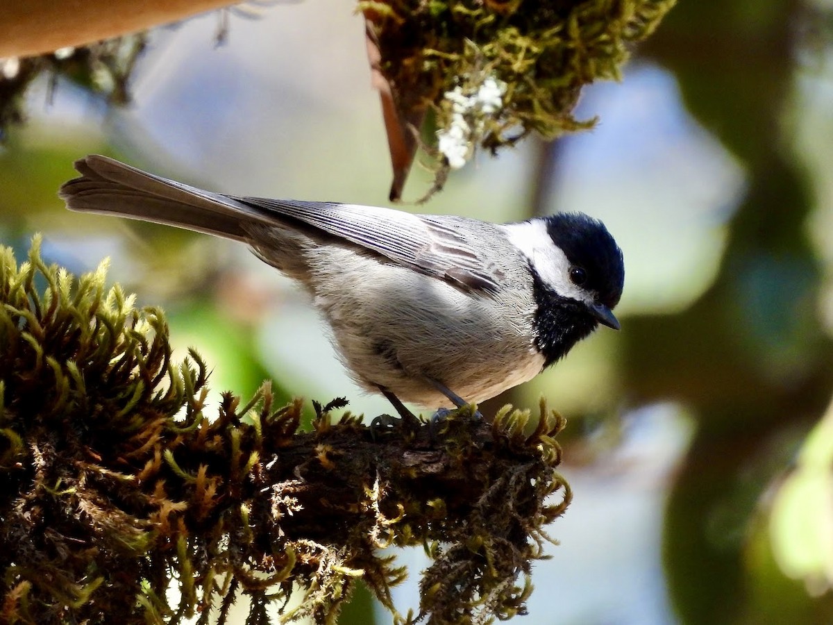 Mexican Chickadee - ML638812659