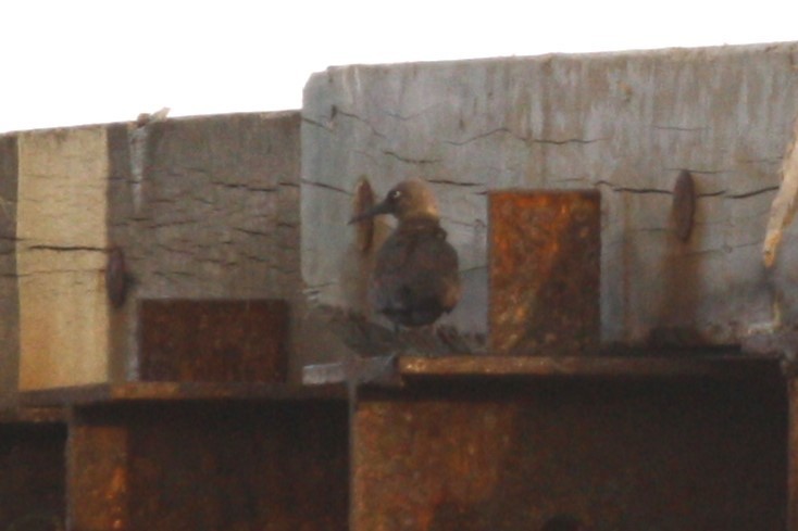 Brown Noddy - ML638812663