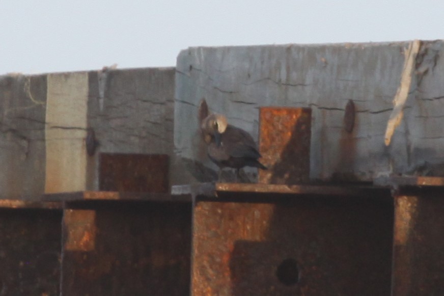 Brown Noddy - ML638812666