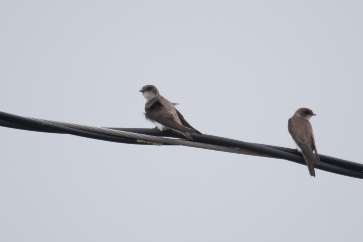 Bank Swallow - ML638812678