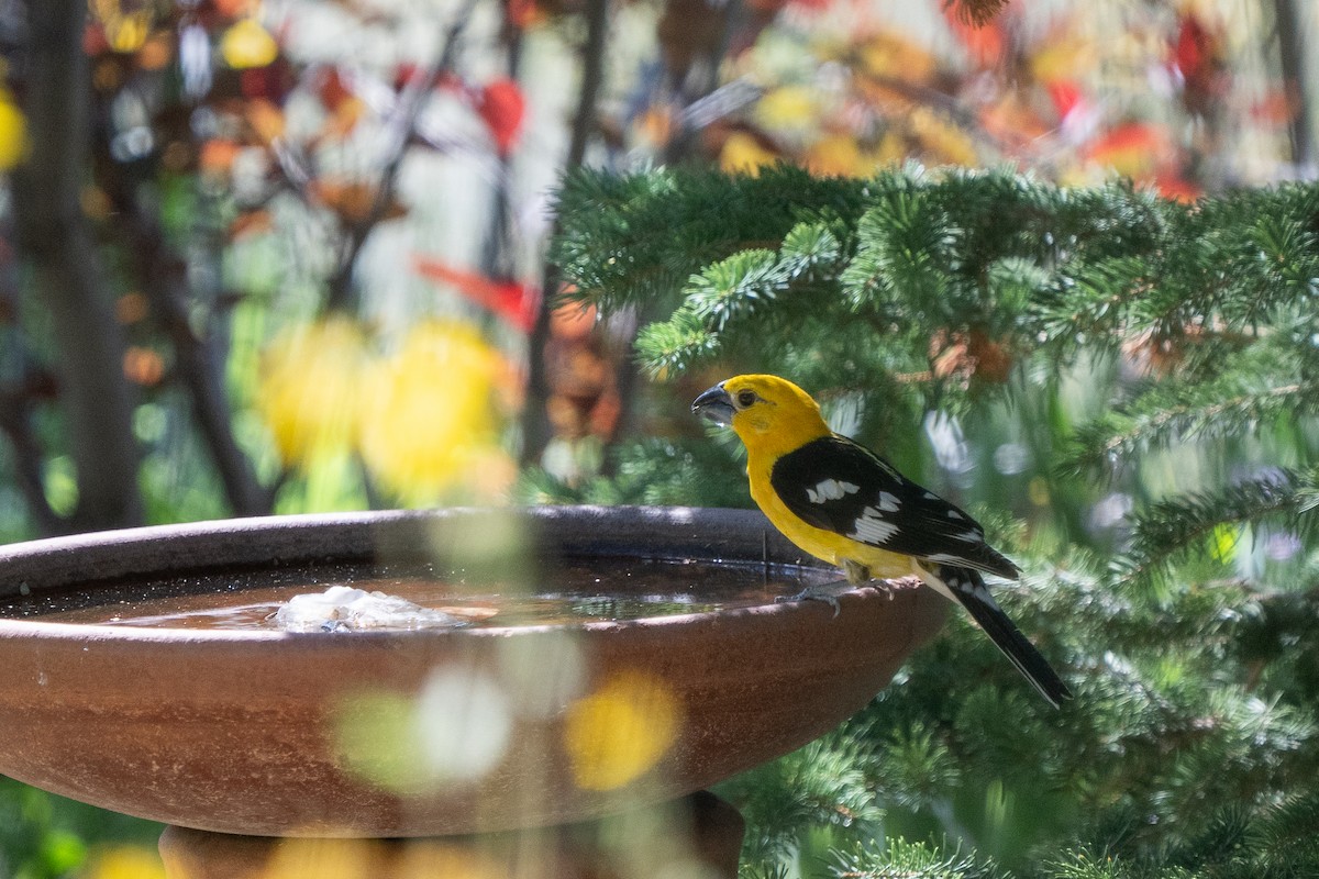 Yellow Grosbeak - ML638812752