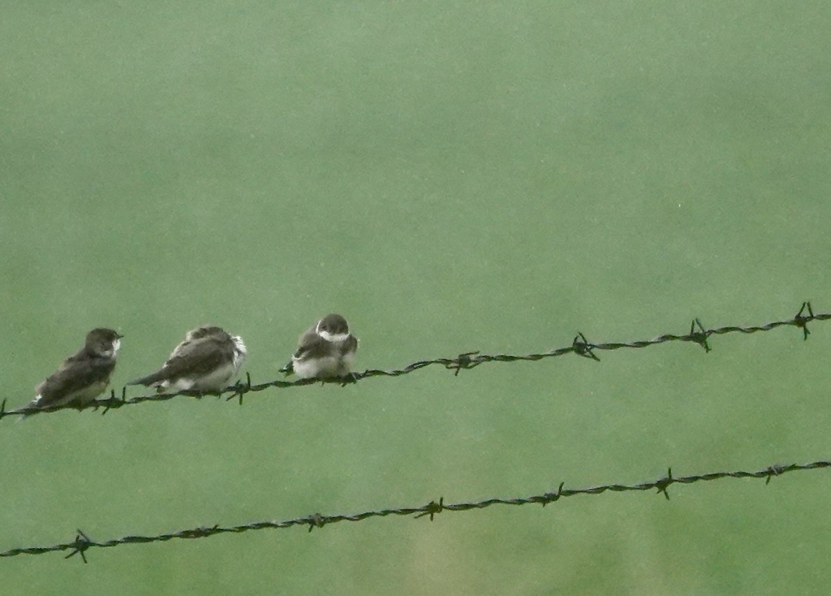 Bank Swallow - ML638812764