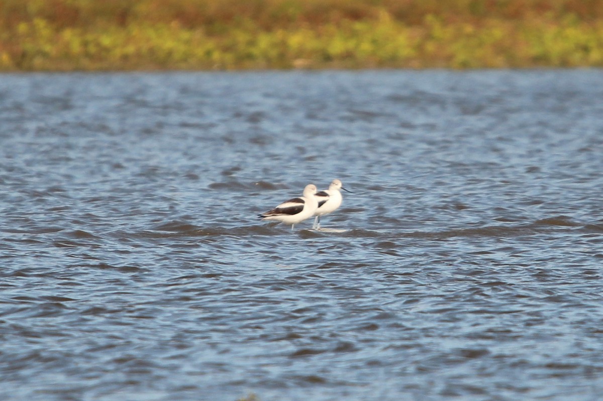American Avocet - ML638812792