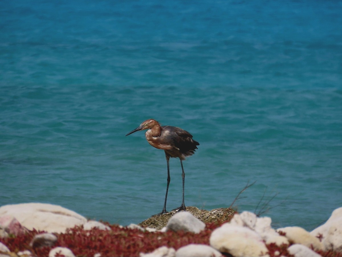 Reddish Egret - ML638812810