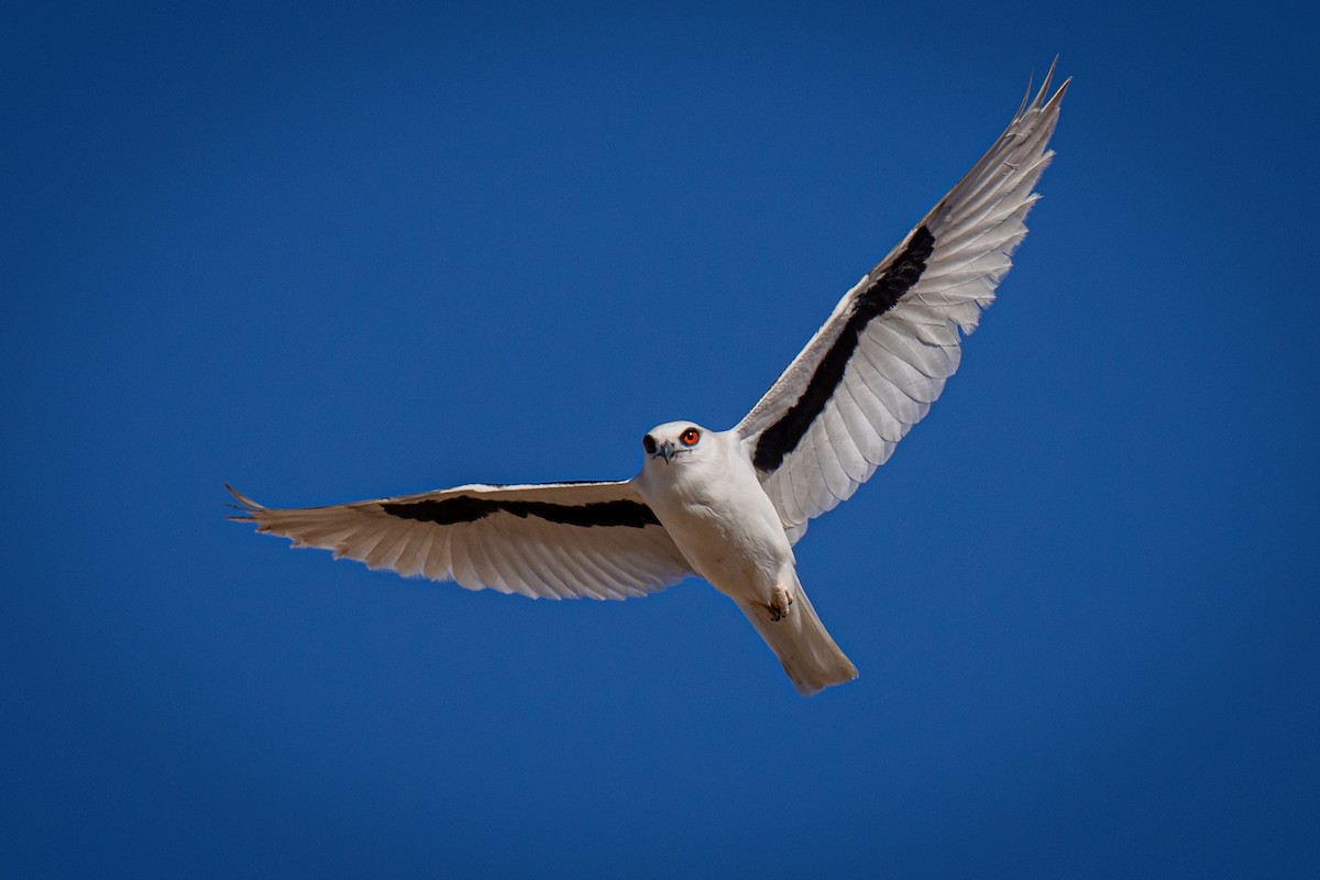 Letter-winged Kite - ML638812818