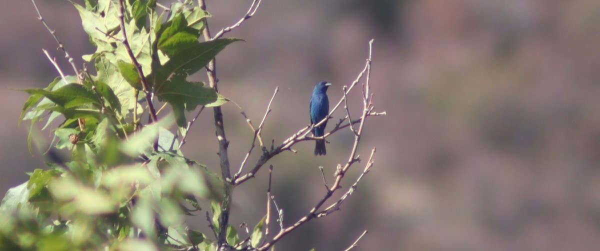 Indigo Bunting - ML638812824