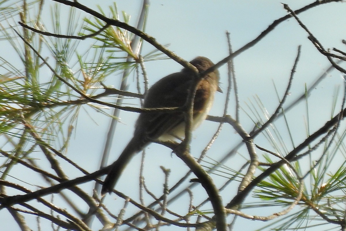 Mosquero Fibí - ML638812833