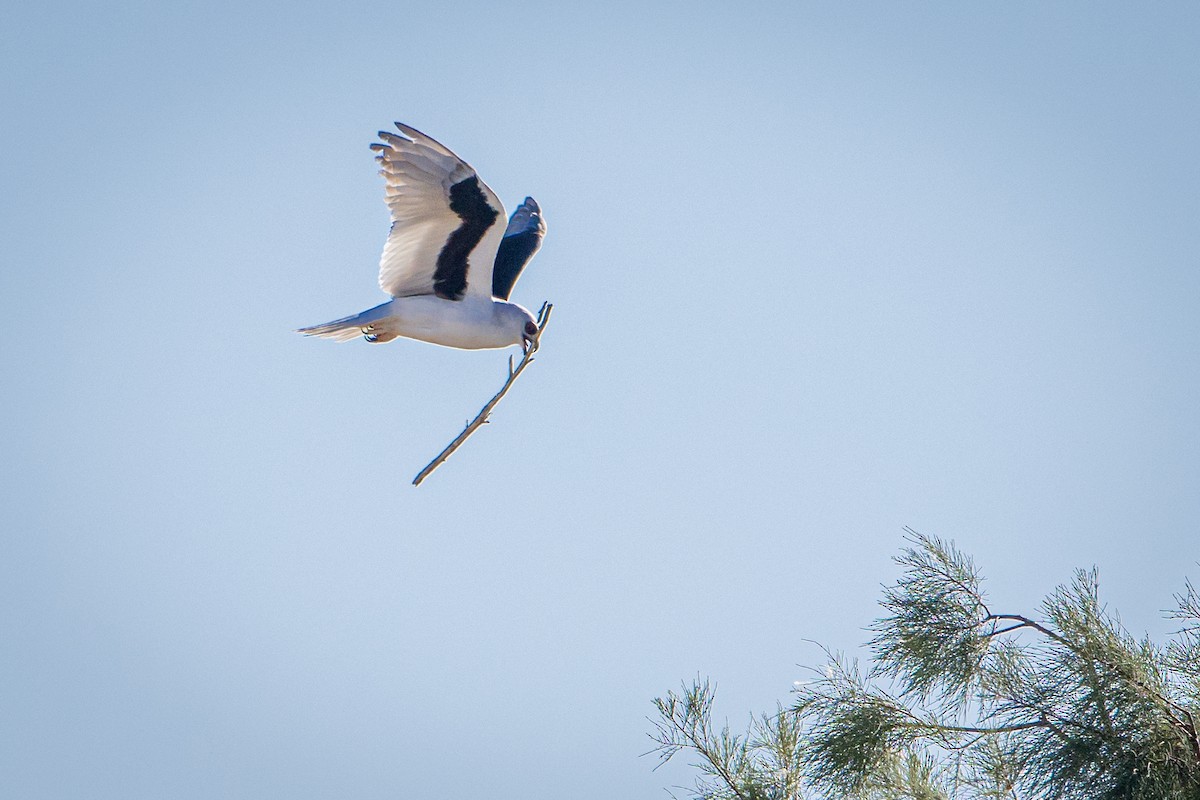Letter-winged Kite - ML638812846