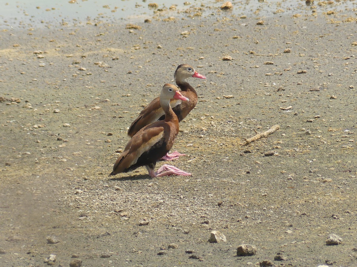 Black-bellied Whistling-Duck - ML638812860