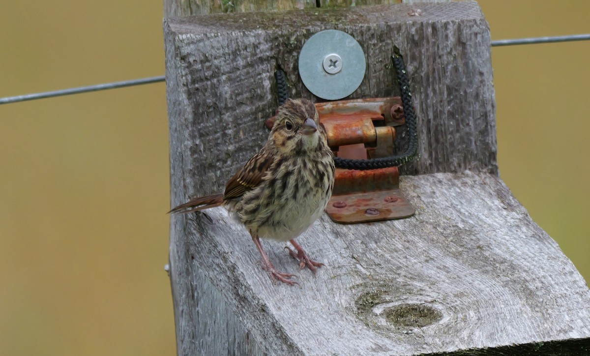 Savannah Sparrow - ML638812864