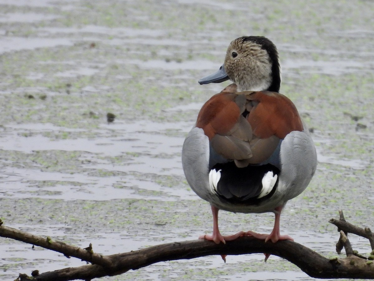 Ringed Teal - ML638812865