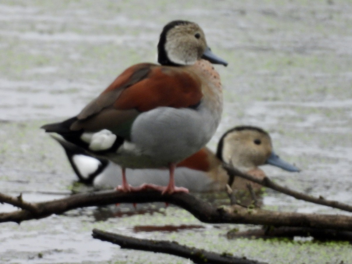 Ringed Teal - ML638812866
