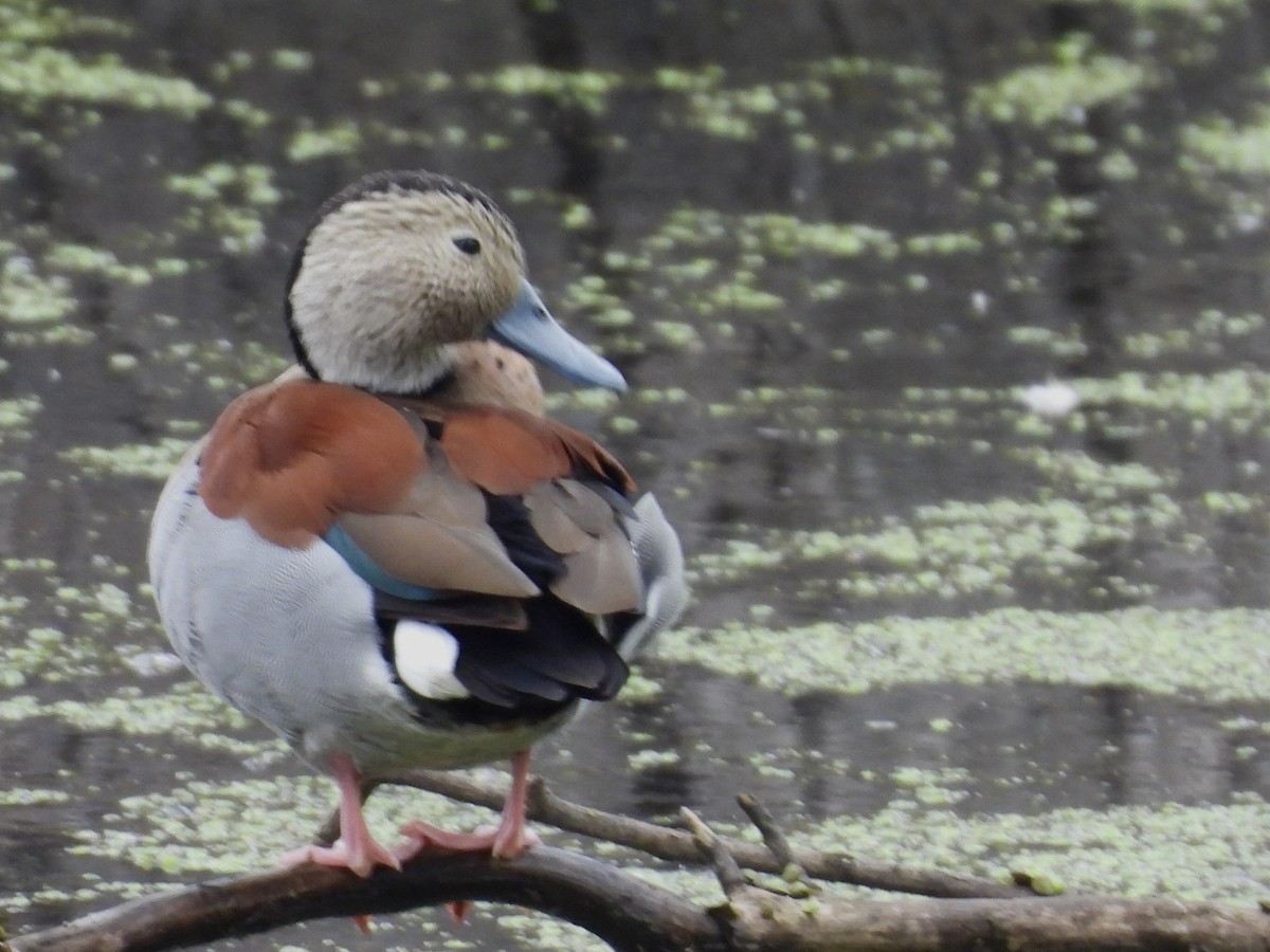 Ringed Teal - ML638812867
