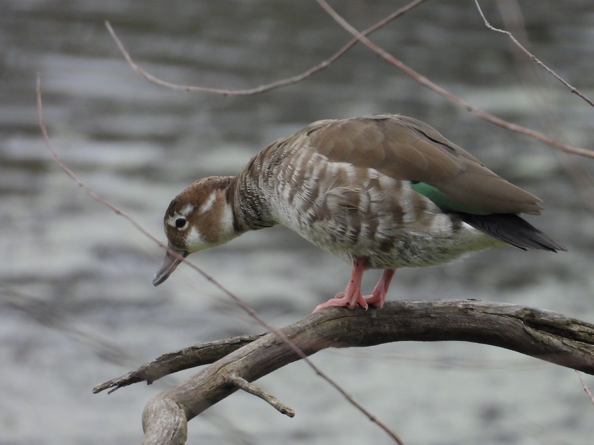Ringed Teal - ML638812868