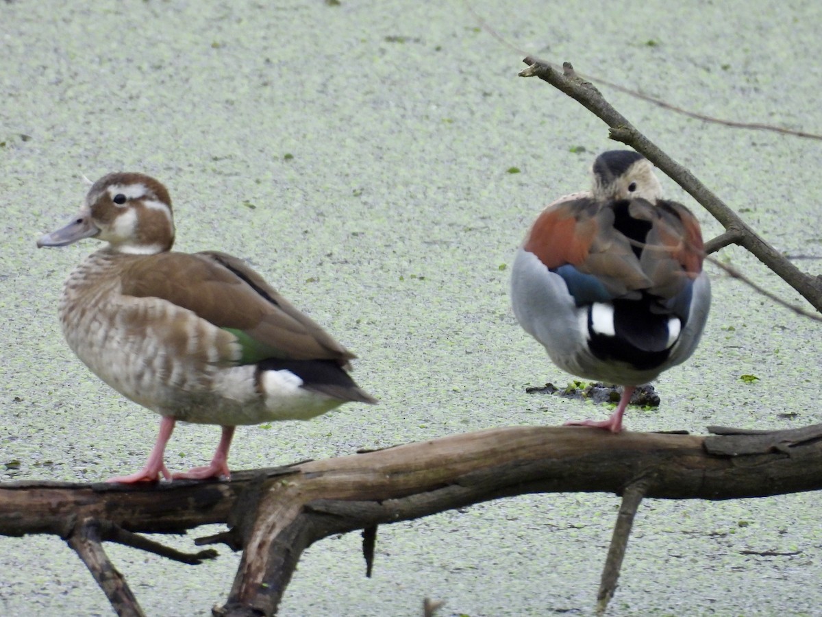 Ringed Teal - ML638812873