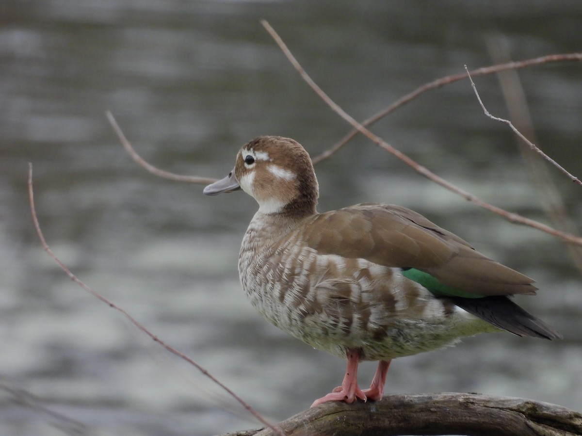 Ringed Teal - ML638812874