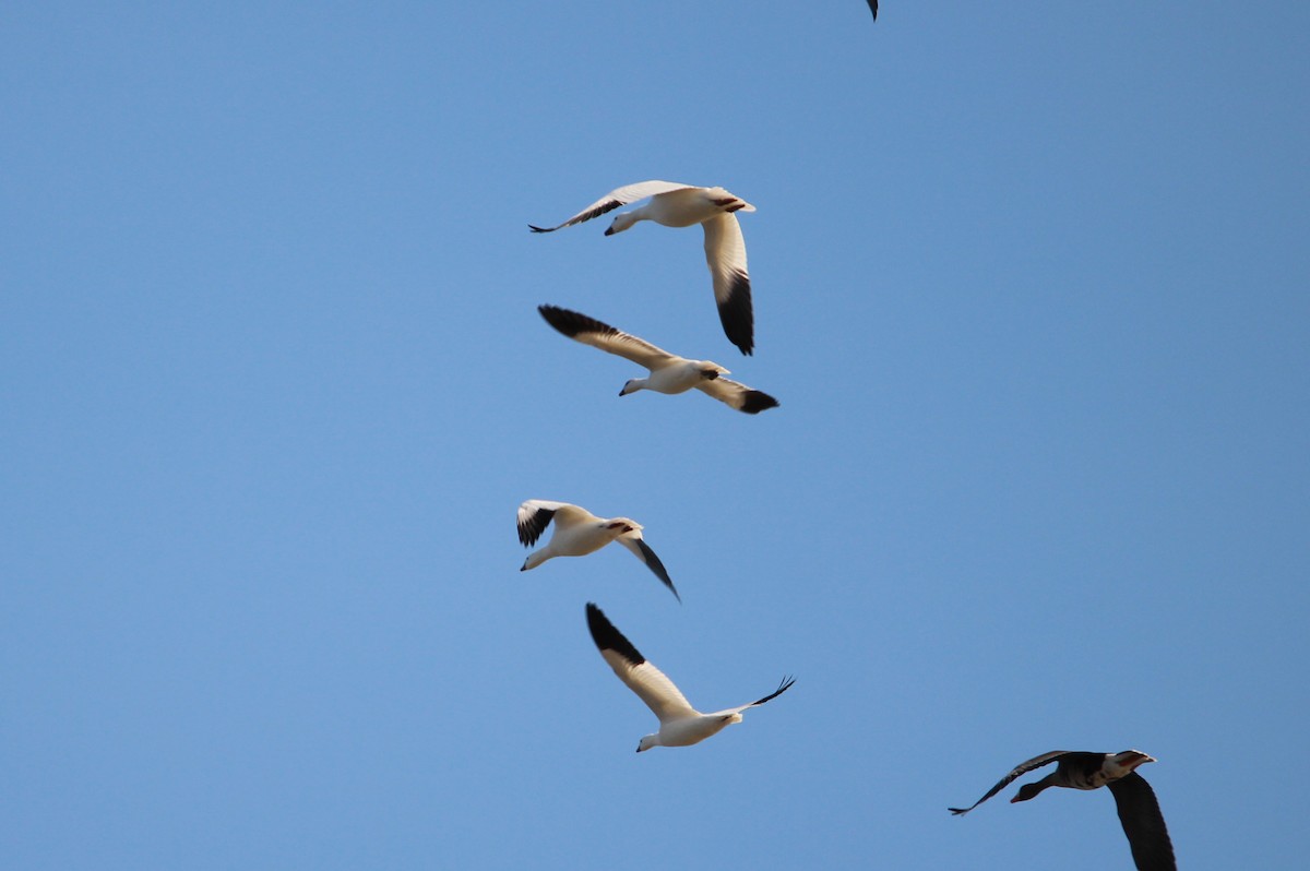 Snow Goose - ML638812884