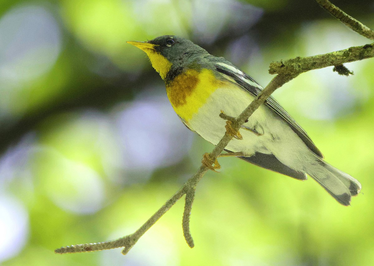 Northern Parula - ML638812905