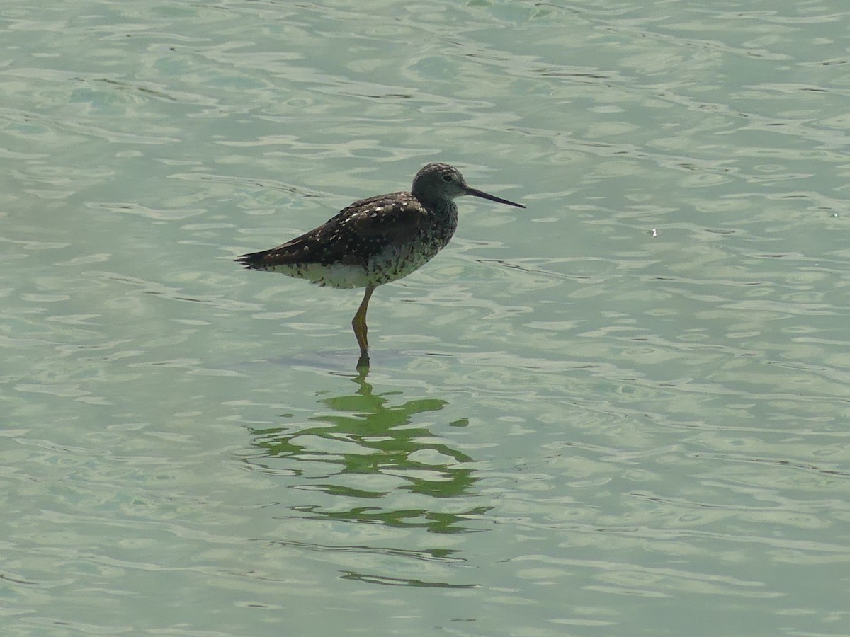 Greater Yellowlegs - ML638812909