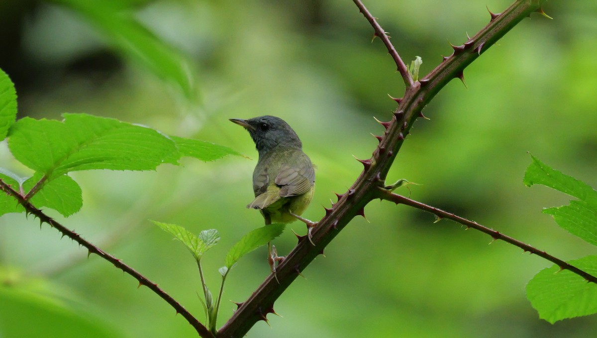 Mourning Warbler - ML638812914