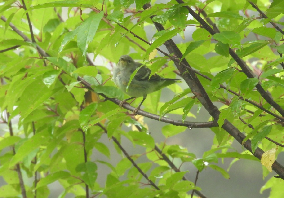Northern Parula - ML638812951