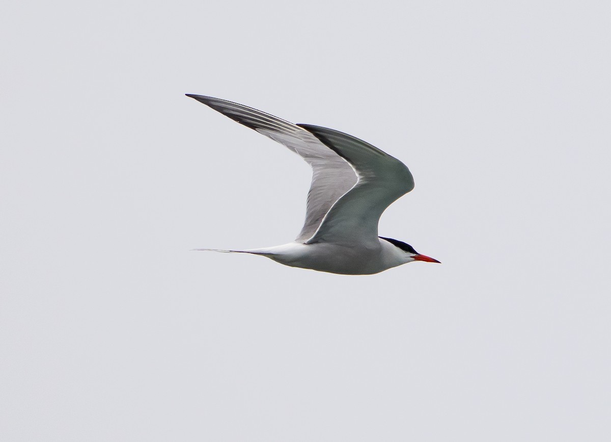 アジサシ - ML638812992