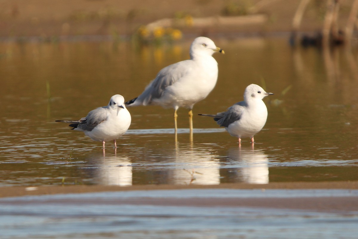 Bonaparte's Gull - ML638812994