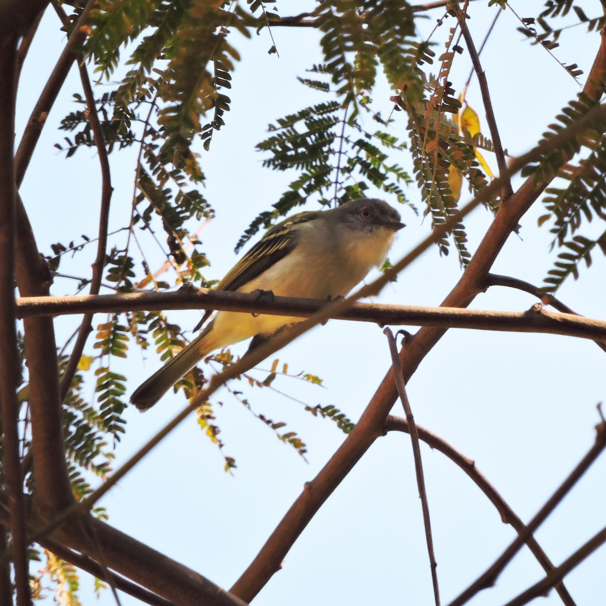 Gray-headed Elaenia - ML638813007