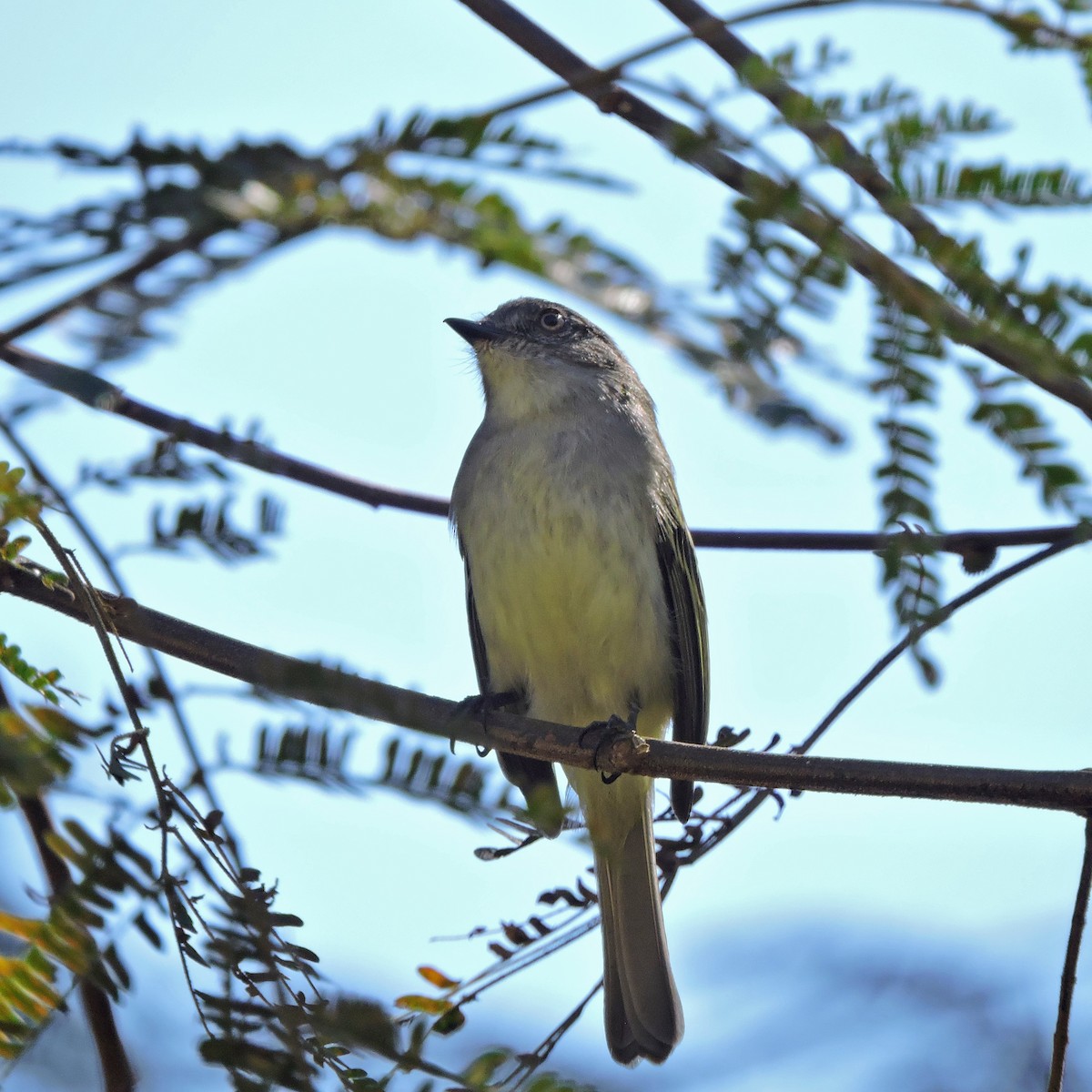 Gray-headed Elaenia - ML638813008