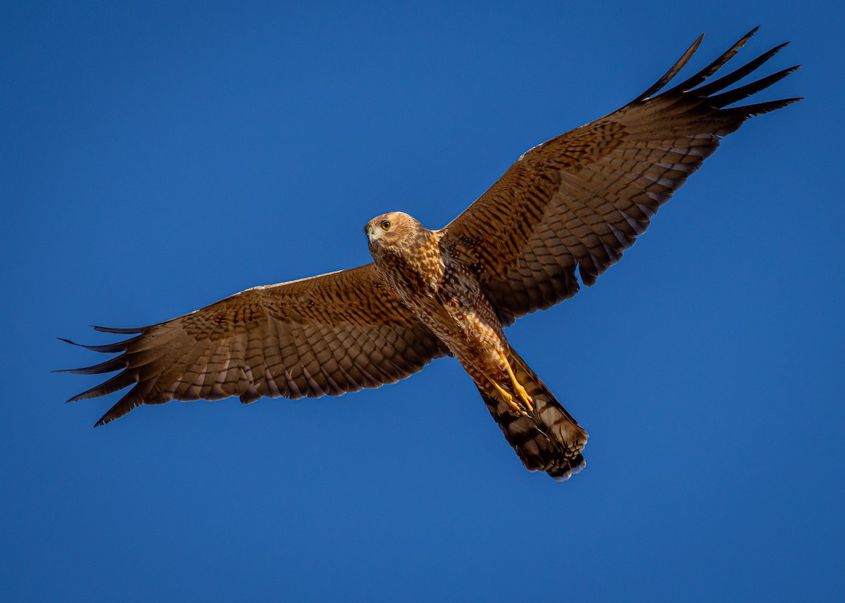 Spotted Harrier - ML638813080