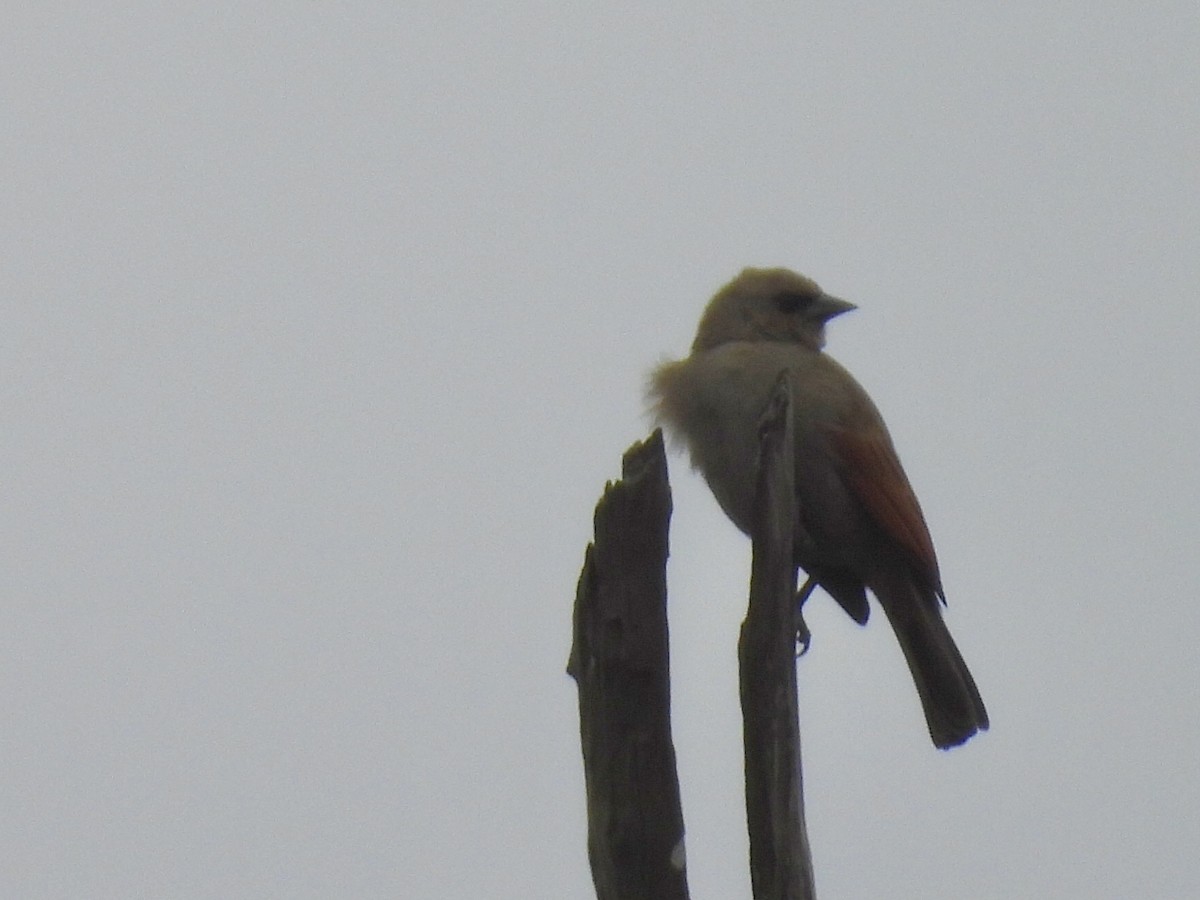 Grayish Baywing - ML638813081