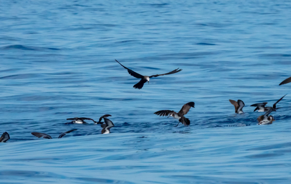 Brown Noddy - ML638813164