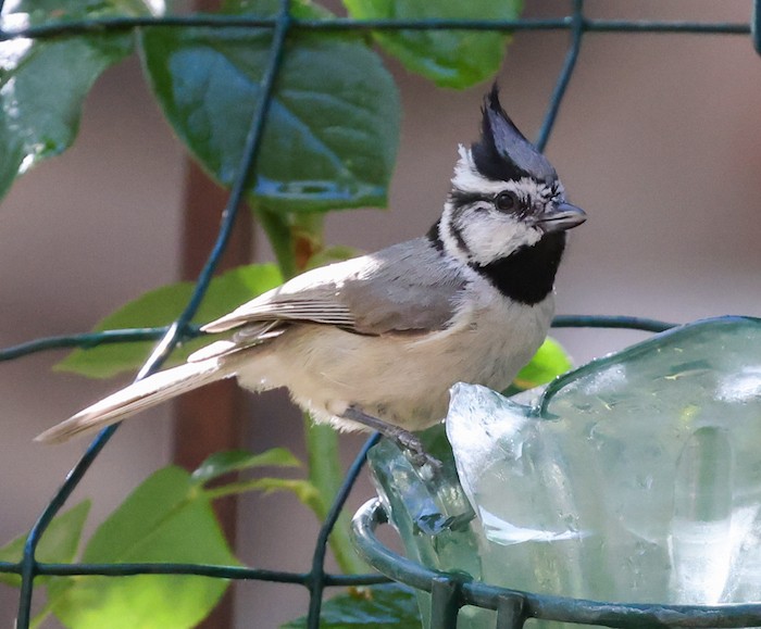 Bridled Titmouse - ML638813175