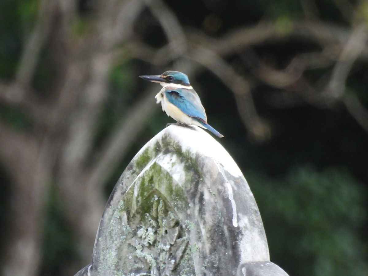 Sacred Kingfisher - ML638813228