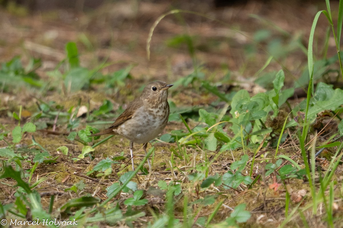 Zwergmusendrossel - ML638813258