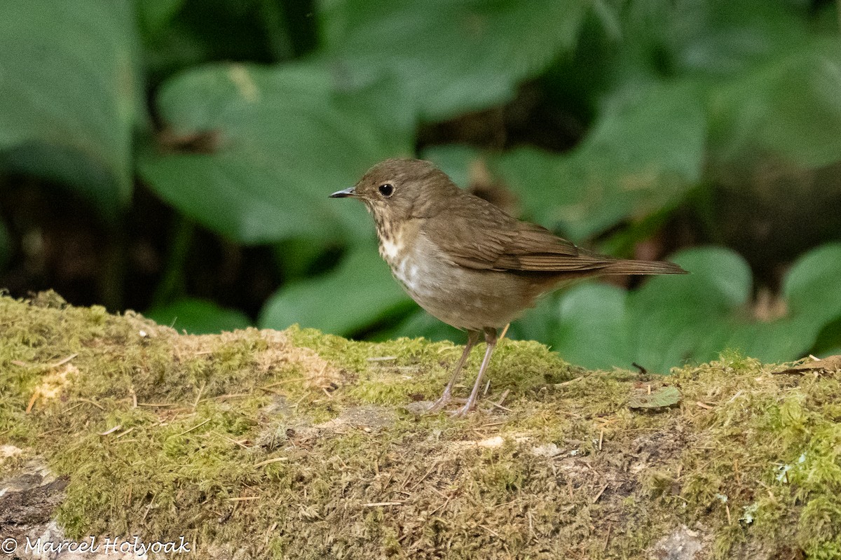 Zwergmusendrossel - ML638813259