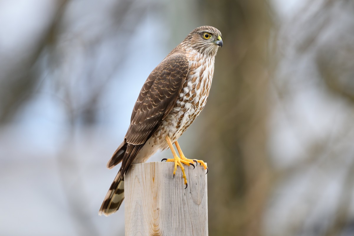 Sharp-shinned Hawk - ML638813315