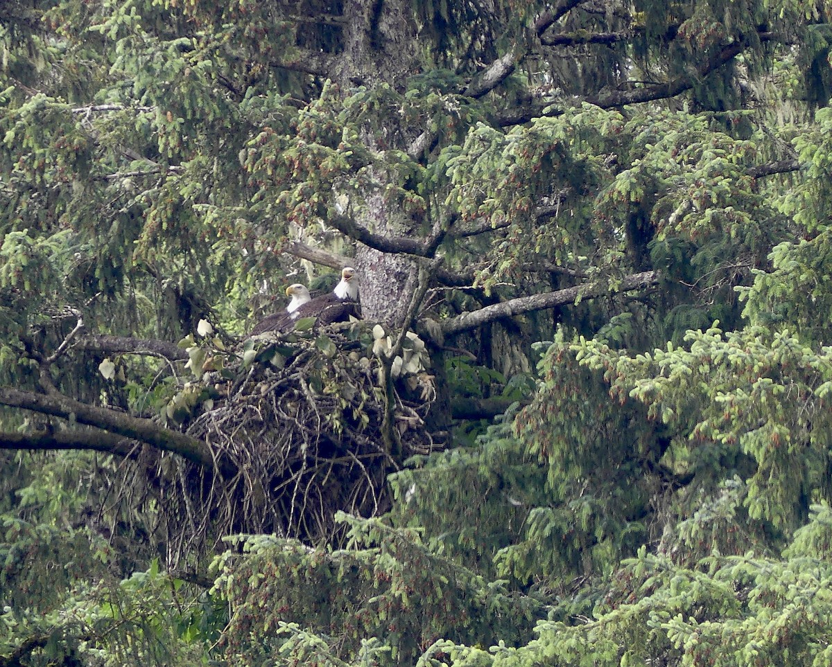 Bald Eagle - ML638813338